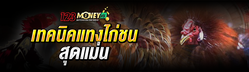 เทคนิคแทงไก่ชนสุดแม่น 